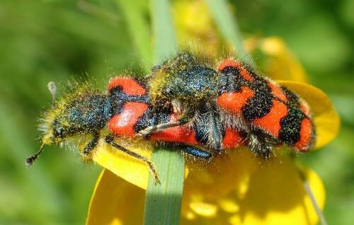 Réf. 208 478 : Trichodes alvearius